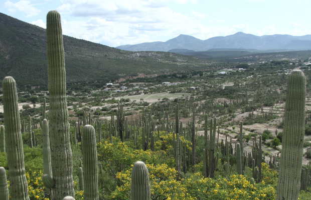 Fotos Botanic Garden Tzapoteca Dra Helia Bravo Hollis Botanic Garden Tzapoteca Dra Helia Bravo Hollis