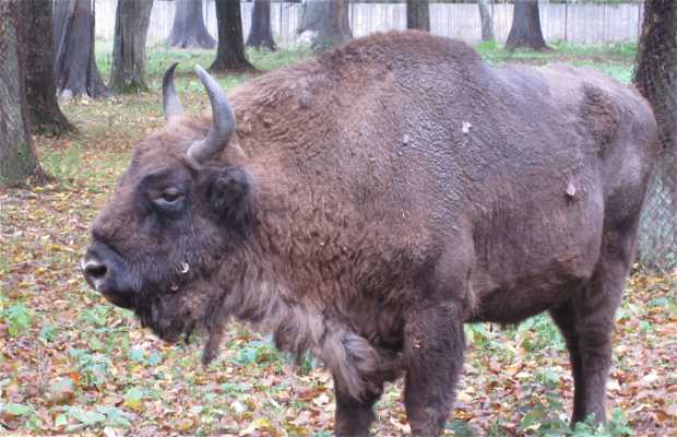 Bison Reserve in Bialystok: 1 reviews and 8 photos