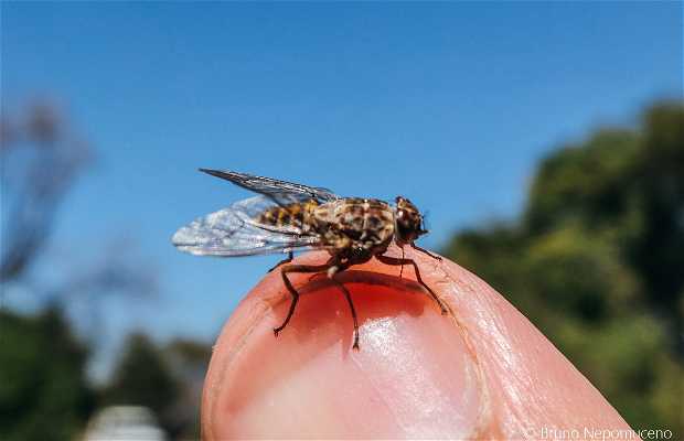 Tsetse Fly em Kafue National Park opiniões e fotos