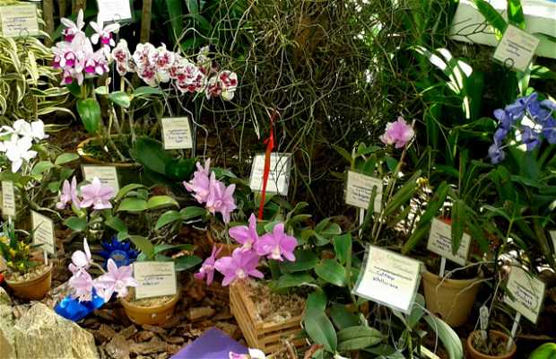 Feria de Orquídeas en el Jardín Botánico en Río de Janeiro: 1 opiniones y  14 fotos