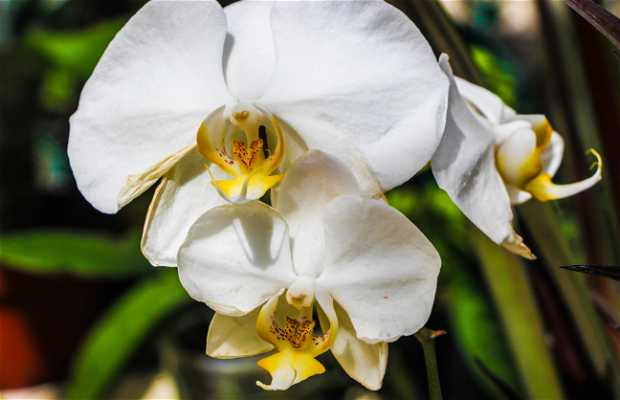 Orquídeas in vitro en Playa del Carmen: 1 opiniones y 14 fotos