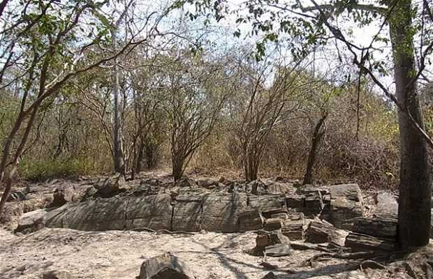 Bosque Petrificado De Puyango En Loja 4 Opiniones Y 3 Fotos